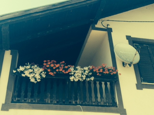 pelargonije